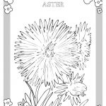 Kolorowanka Aster do wydrukowania dla dzieci.