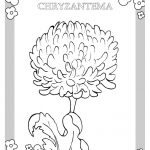 Prosta czarno-biała ilustracja chryzantemy do kolorowania dla dzieci.