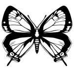 Czarno-biały motyl do kolorowania dla dzieci.