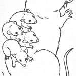 Opossum z młodymi, kolorowanka do druku, egzotyczne zwierzęta.