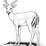 Antylopa do kolorowania, czarno-biała ilustracja, dla dzieci.