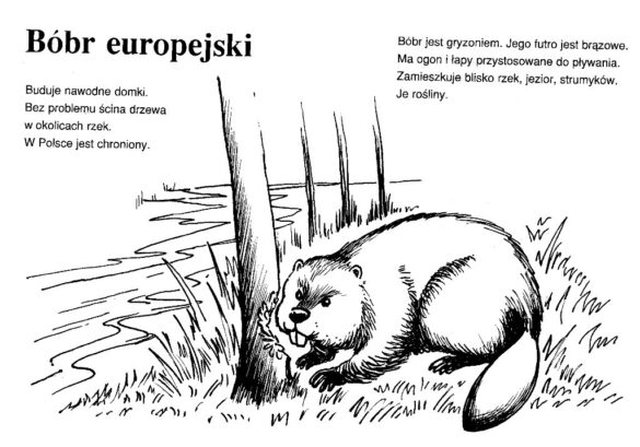 bóbr – kolorowanka (25)