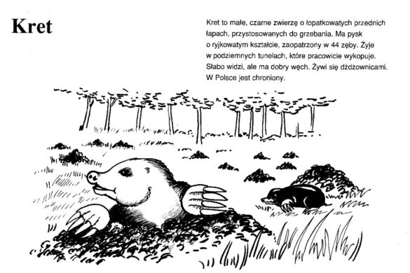 kret – kolorowanka2