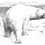 Szkic niedźwiedzia polarnego na tle arktycznego krajobrazu.