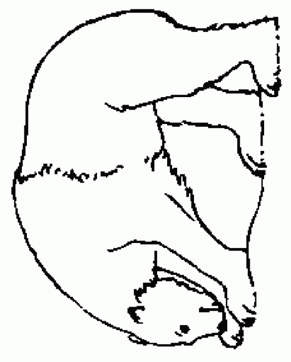 miś polarny – kolorowanka (18)