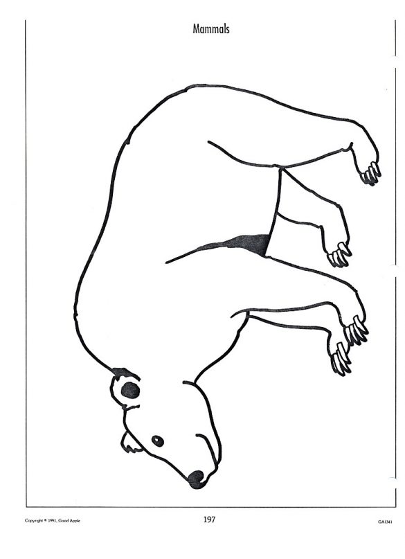 miś polarny – kolorowanka (2)