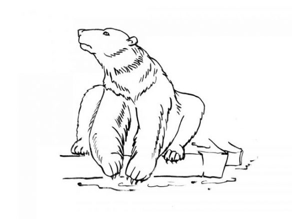 miś polarny – kolorowanka (21)