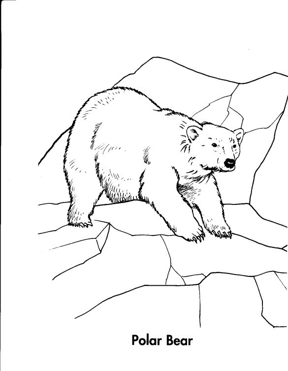 miś polarny – kolorowanka (22)