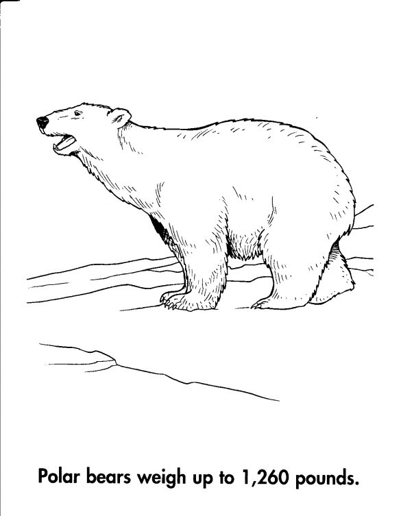 miś polarny – kolorowanka (23)