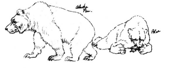 miś polarny – kolorowanka (33)