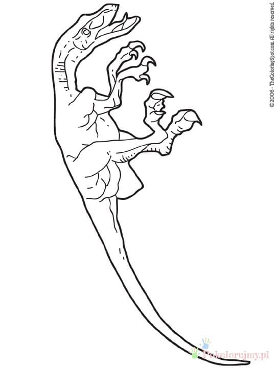 Welociraptor z długim ogonem i uniesionymi przednimi kończynami - kolorowanka