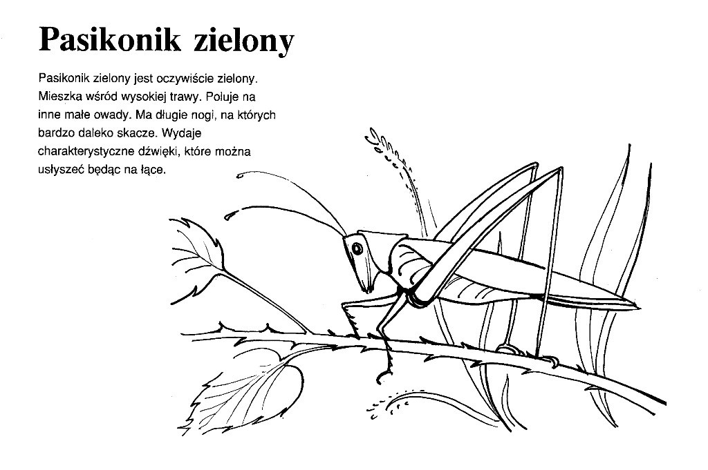 Pasikonik zielony siedzący na liściach