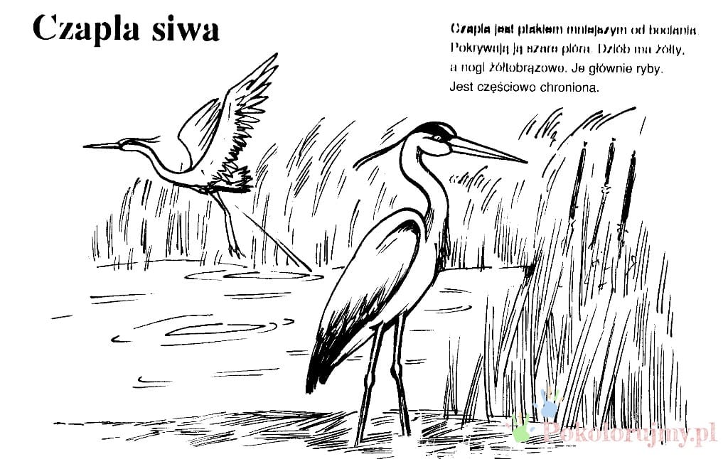 Czapla siwa nad wodą wśród trzcin