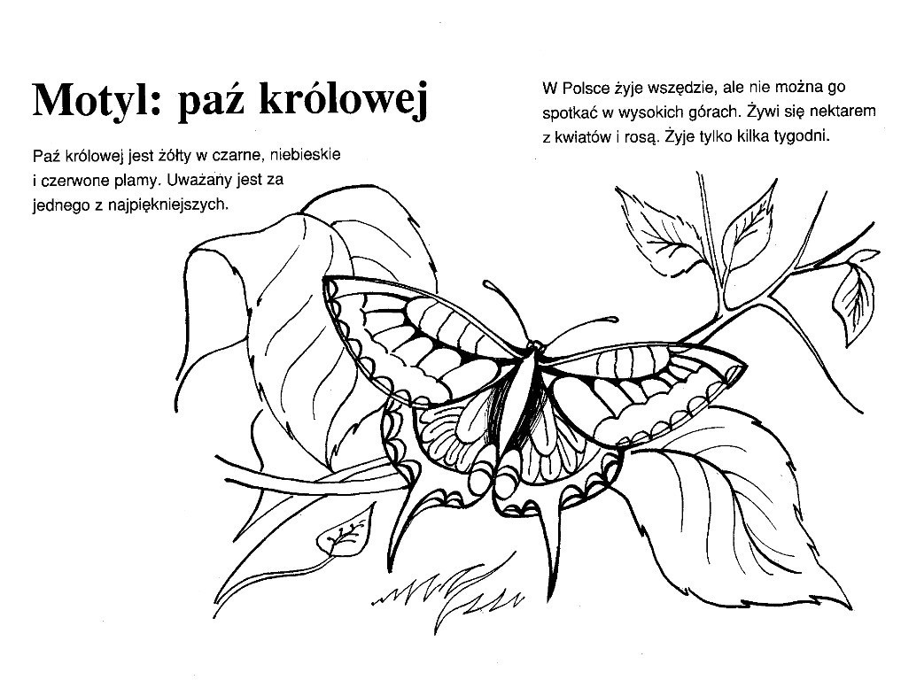 Paź królowej na roślinie