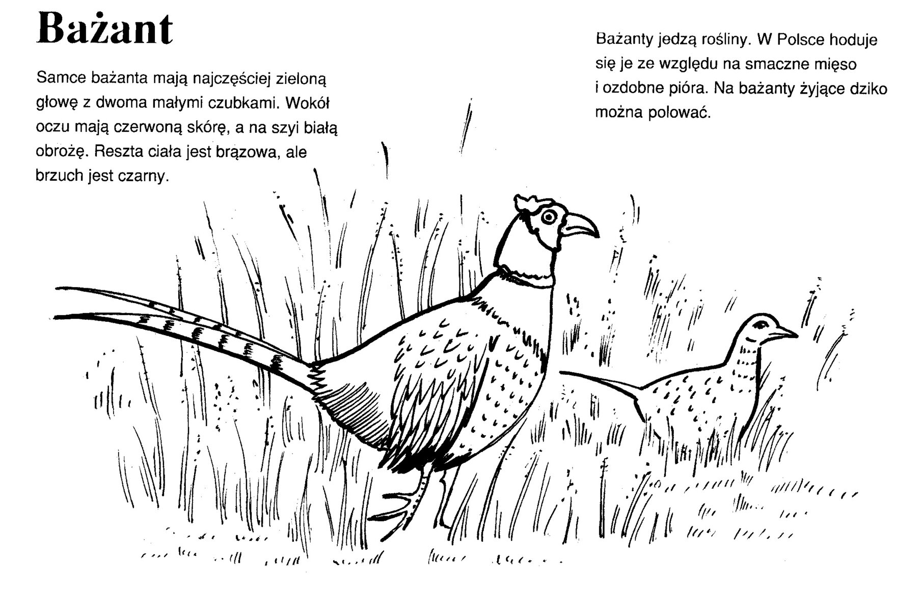 Bażant idący po trawie