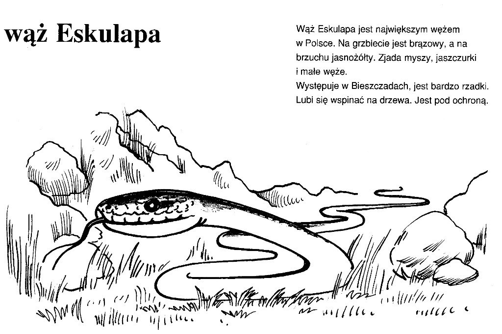 Wąż Eskulapa zwinięty wśród kamieni i roślin