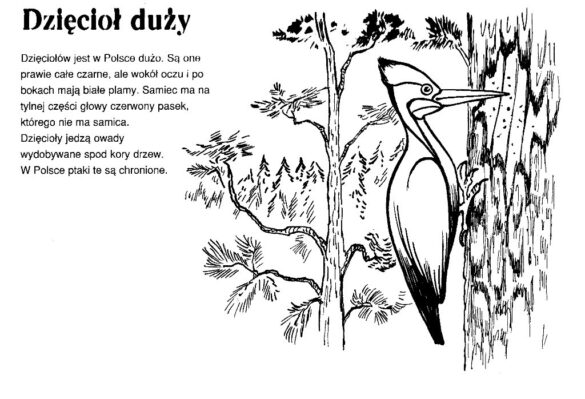 zwierzęta polski – kolorowanka (10)