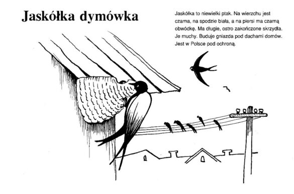 zwierzęta polski – kolorowanka (13)