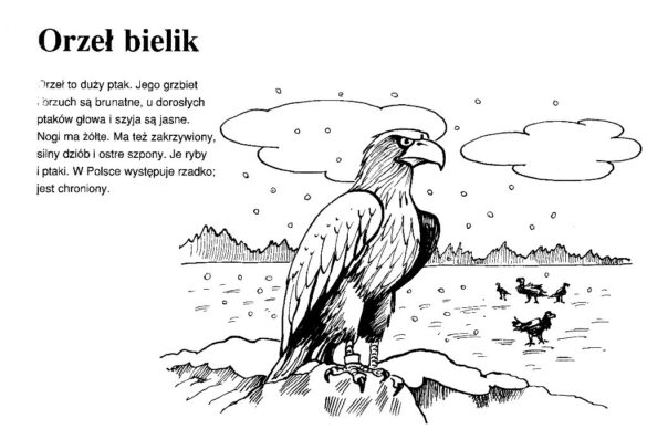 zwierzęta polski – kolorowanka (14)