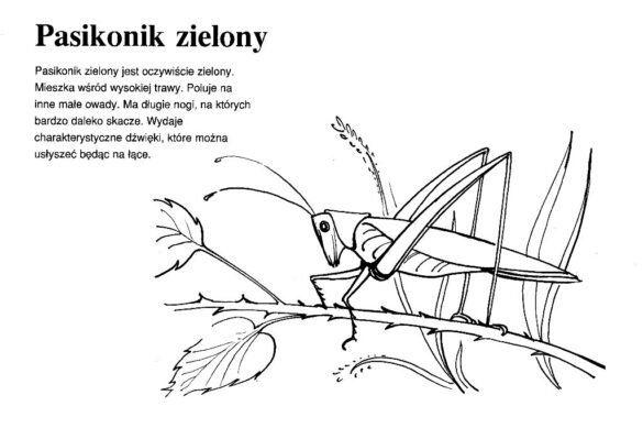 zwierzęta polski – kolorowanka (16)