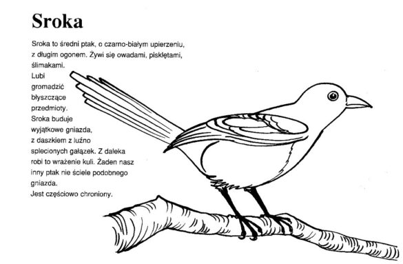 zwierzęta polski – kolorowanka (18)