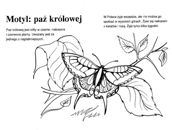 zwierzęta polski – kolorowanka (25)