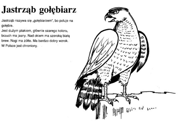 zwierzęta polski – kolorowanka (5)