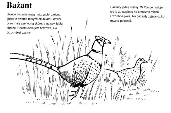 zwierzęta polski – kolorowanka (6)