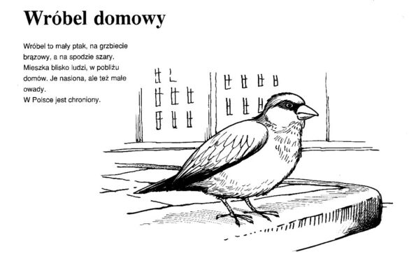 zwierzęta polski – kolorowanka (7)