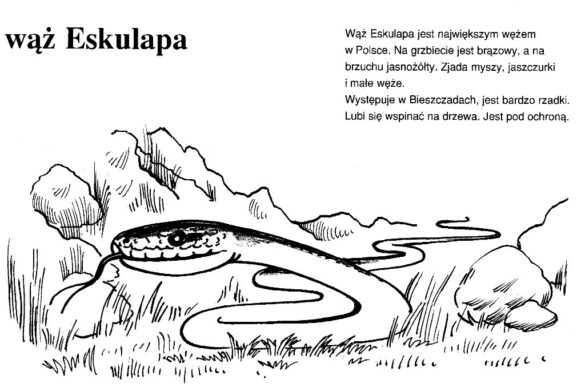 zwierzęta polski – kolorowanka (9)
