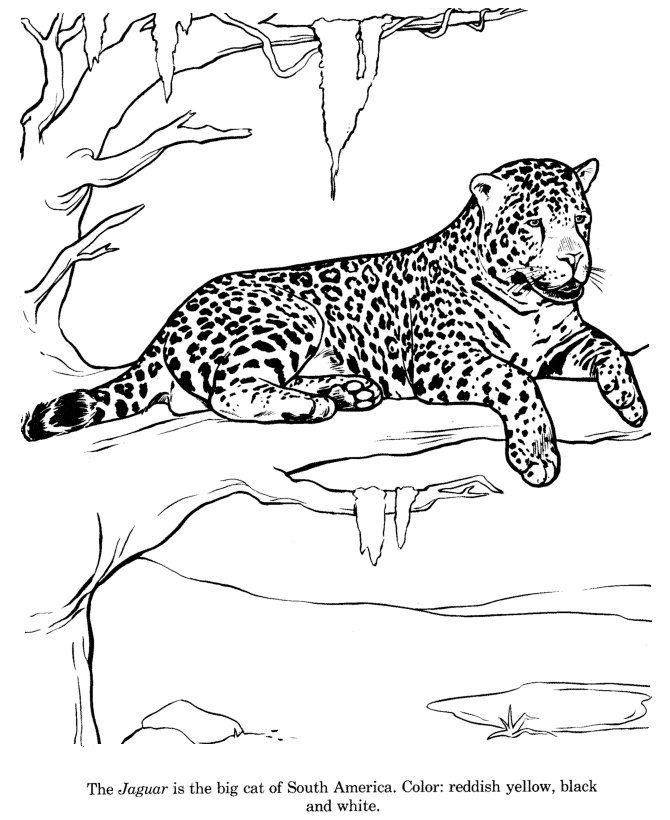 Jaguar odpoczywający na gałęzi Jaguar leżący na szerokiej gałęzi drzewa