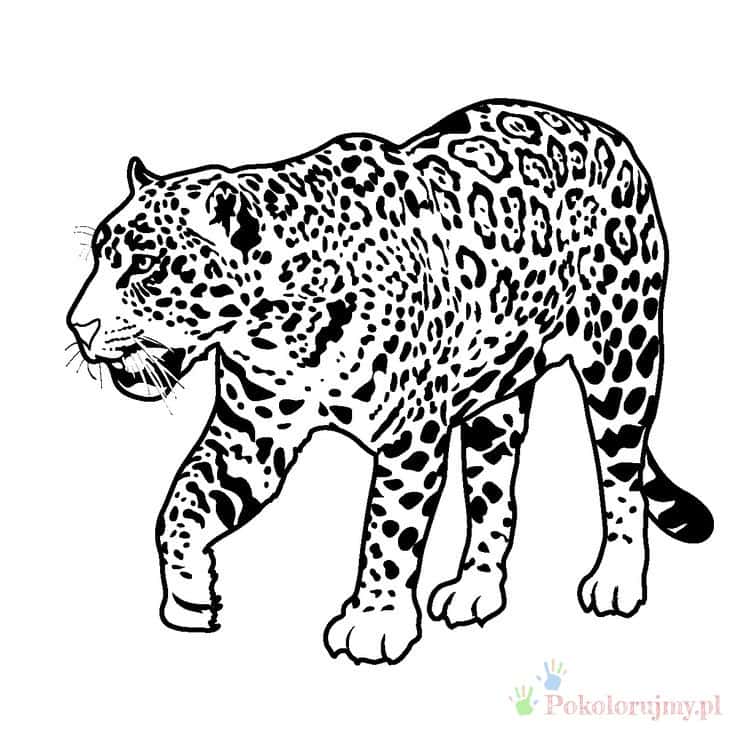 Jaguar z gęstymi rozetami Jaguar stojący przodem i bokiem z gęstym wzorem rozet
