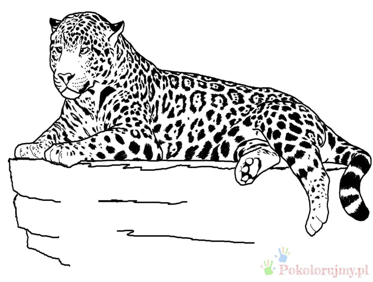 Jaguar odpoczywający na skale Jaguar leżący na skalnym występie z przednimi łapami z przodu