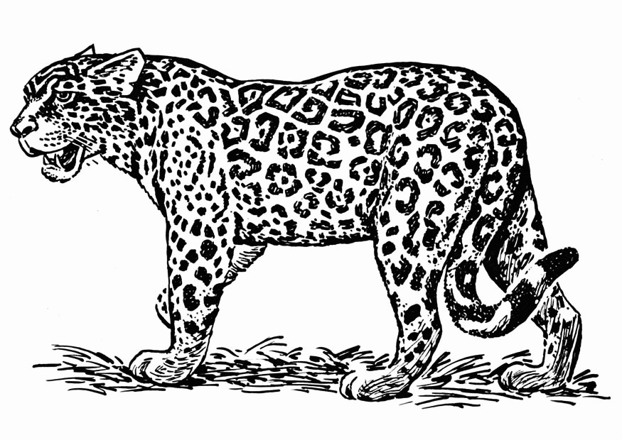 Jaguar stojący bokiem Jaguar stojący bokiem z wyraźnymi rozetami na sierści