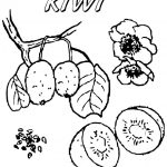 Kolorowanka kiwi i kwiat do druku dla dzieci.