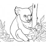 Koala w lesie do kolorowania dla dzieci.