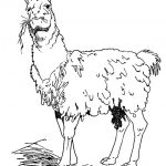 Lama do kolorowania dla dzieci, czarno-biała ilustracja.