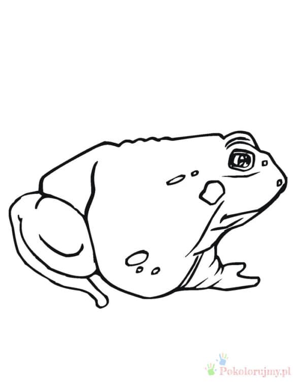 Ropucha – Kolorowanki dla dzieci (1)