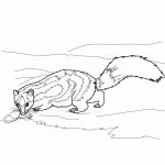Szkic skunks do kolorowania dla dzieci, do wydrukowania.