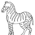 Zebra do kolorowania dla dzieci, czarno-biała ilustracja.