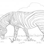 Zebra do kolorowania, linie do wypełnienia dla dzieci.