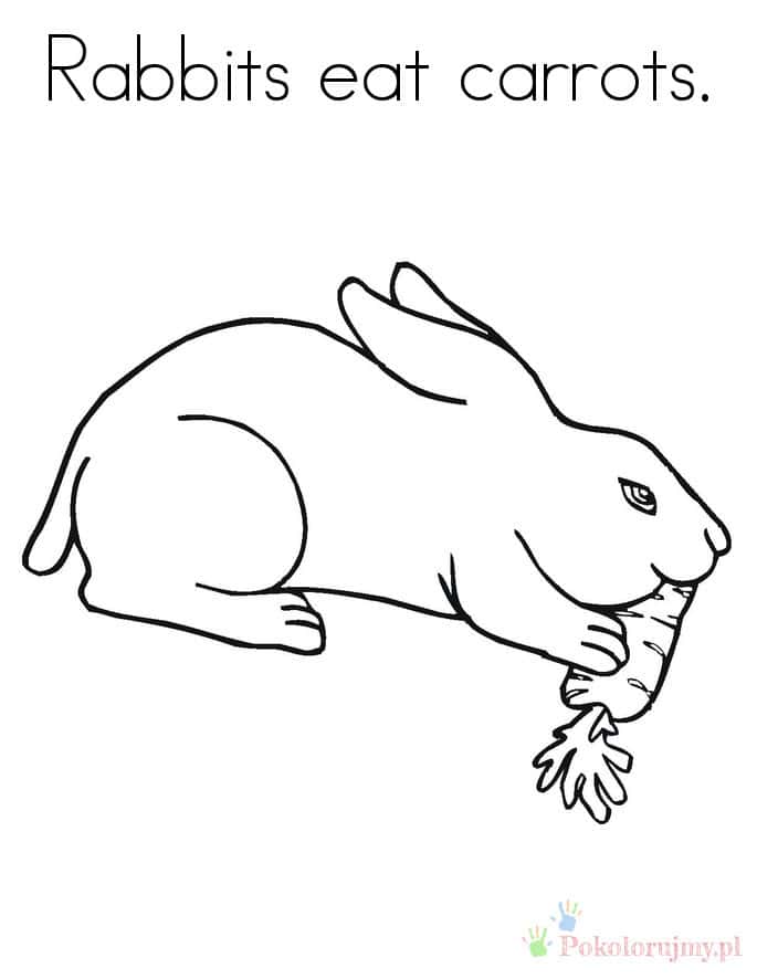 Królik z marchewką Królik jedzący marchewkę z napisem Rabbits eat carrots - kolorowanka