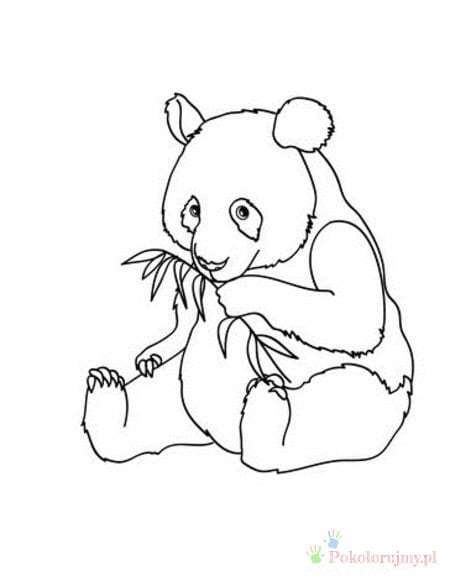 Mała panda z bambusem Mała panda siedząca i trzymająca bambus - kolorowanka