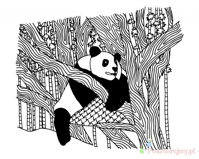 Panda odpoczywająca na drzewie Panda leżąca na grubej gałęzi drzewa - kolorowanka