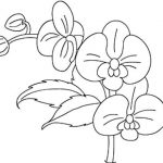Prosta linia rysunku orchidei do kolorowania dla dzieci.