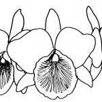 Linoryt orchidei do kolorowania dla dzieci.